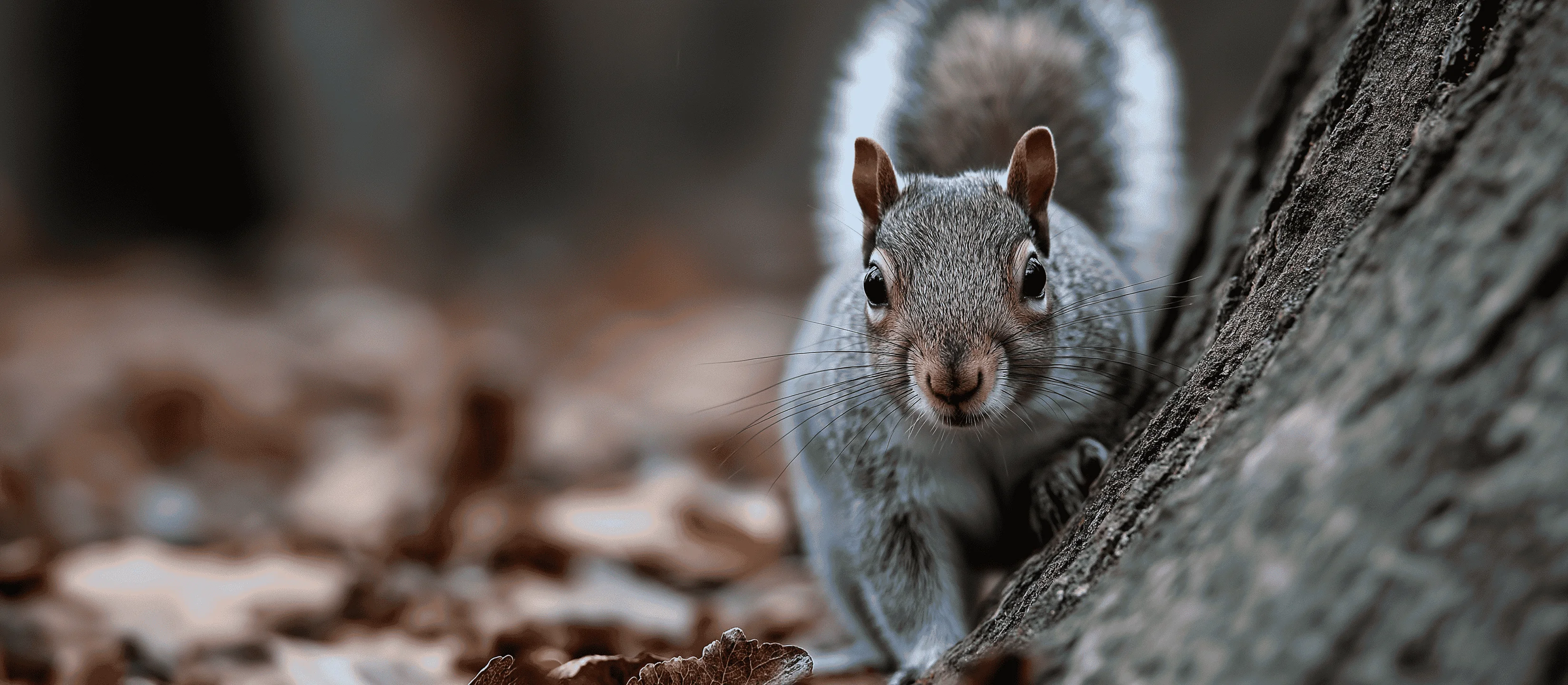 Observing Nocturnal Animals: Owls and Bats